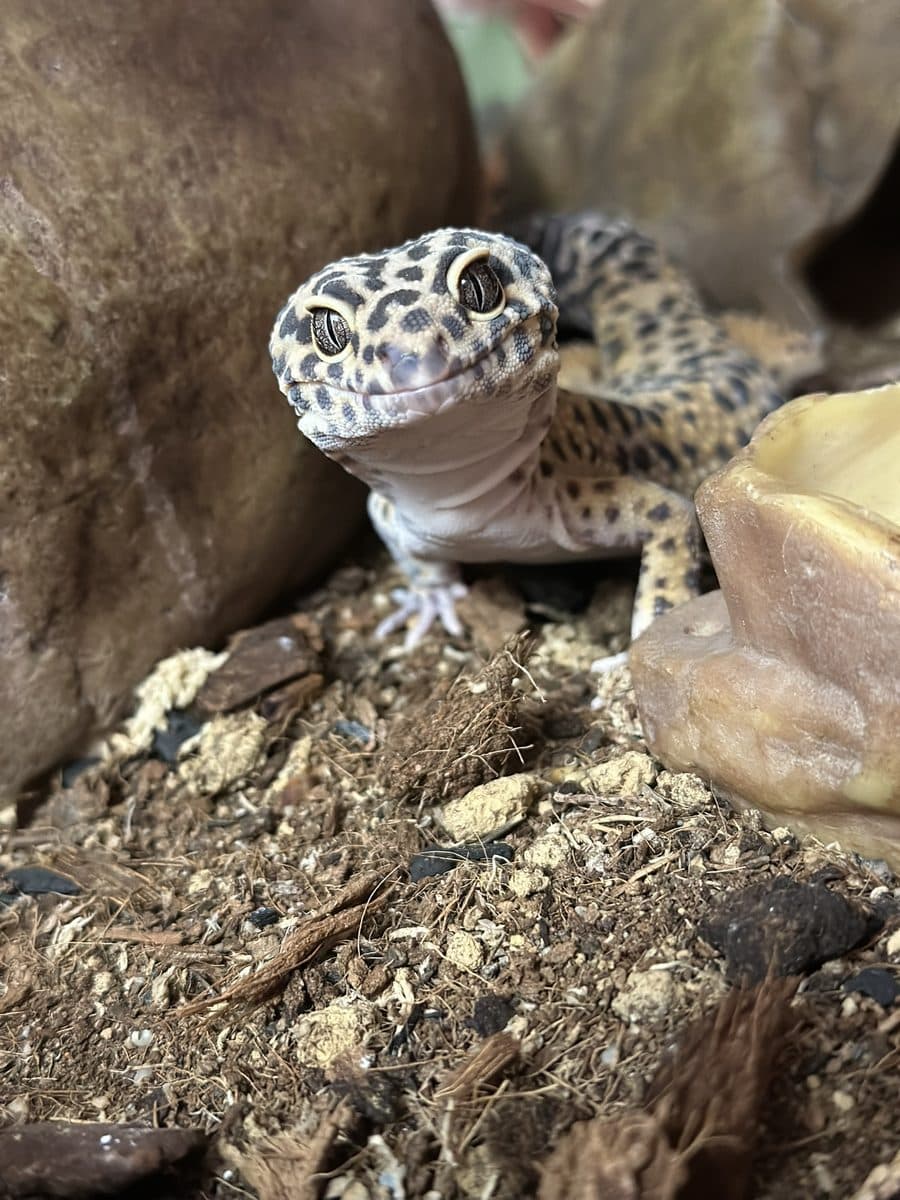 Custard the leopard gecko, close up