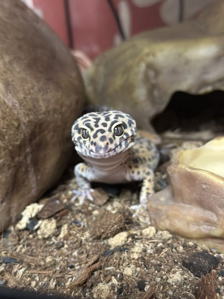 Custard the leopard gecko looking at the camera
