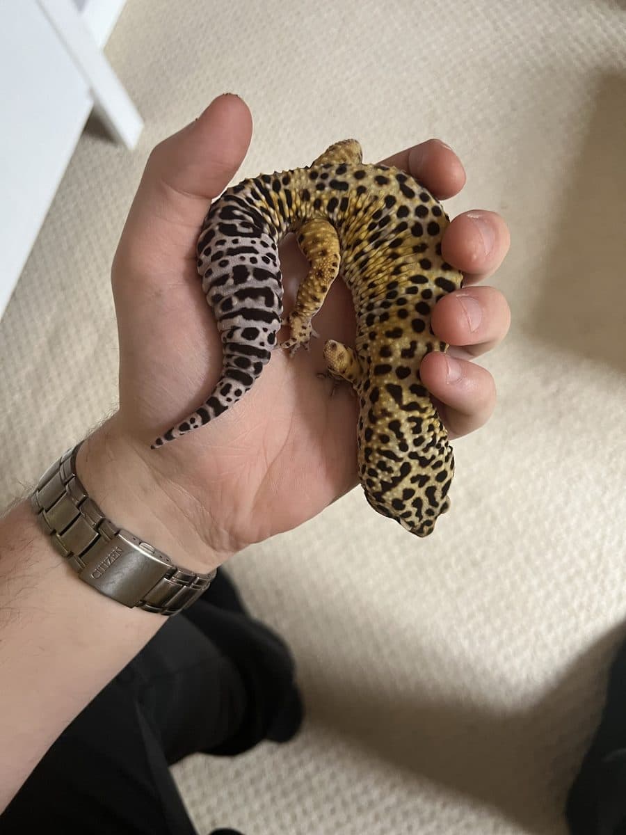 Custard the leopard gecko being held