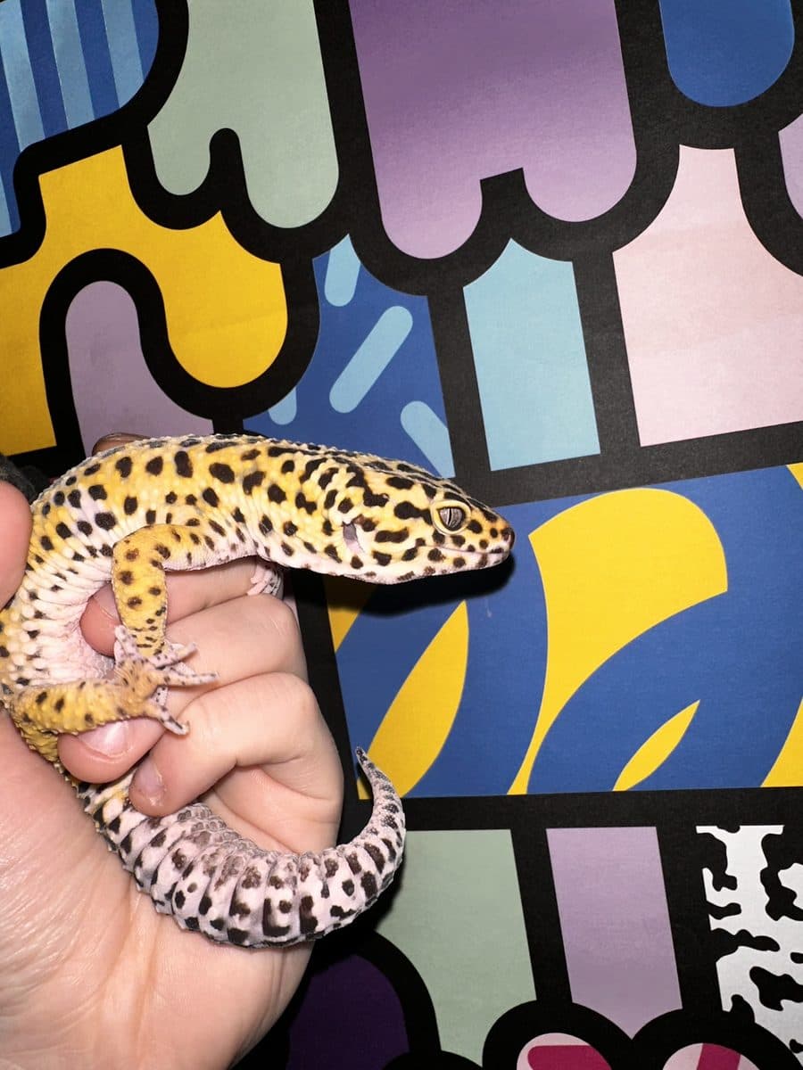 Custard the leopard gecko resting in a hand